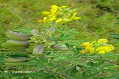 Crotalaria grahamiana